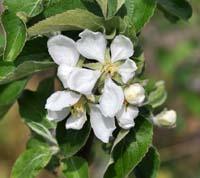 Nonnetitte Bastard æbleblomst